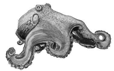 phylum mollusca class cephalopoda