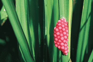 Golden Snail Eggs